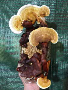 Ganoderma lingzhi “SW”