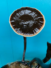 Load image into Gallery viewer, Ganoderma sinense culture slant “black reishi”