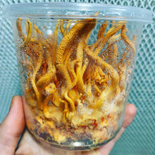 Load image into Gallery viewer, Cordyceps militaris single ascospore progeny strains
