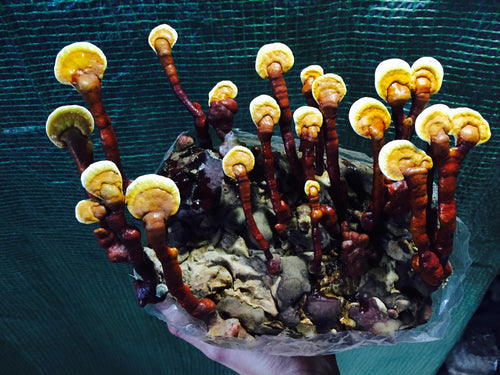 Ganoderma lingzhi “03” culture slant