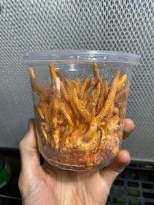 Cordyceps militaris single ascospore progeny strains