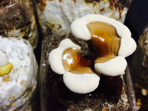 Ganoderma martinicense “TN3” culture slant