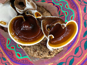 Ganoderma polychromum ‘california’ culture slant