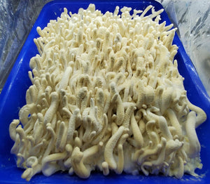 Albino Cordyceps militaris Master Liquid Culture