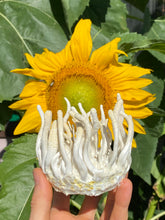 Load image into Gallery viewer, Albino Cordyceps militaris Master Liquid Culture