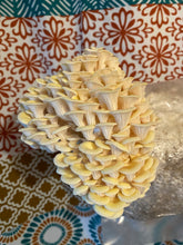 Load image into Gallery viewer, Pleurotus citrinopileatus Wild golden oyster culture slant