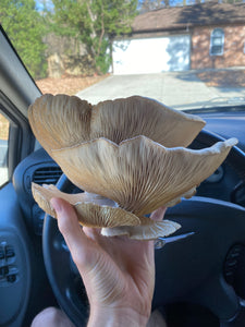 Pleurotus ostreatus wild strain “13 mile” culture slant