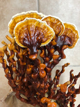 Load image into Gallery viewer, Ganoderma multipileum ‘Thailand’ culture slant