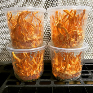Cordyceps militaris single ascospore progeny strains