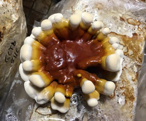 Ganoderma sessile ‘Brazil’ culture slant