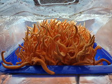 Load image into Gallery viewer, Mound 4 #4 bx2 #5 commercial Cordyceps strain