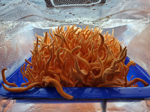 Mound 4 #4 bx2 #5 commercial Cordyceps strain