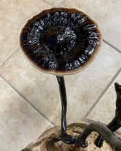 Load image into Gallery viewer, Ganoderma sinense culture slant “black reishi”