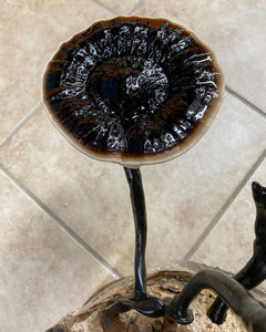 Ganoderma sinense culture slant “black reishi”