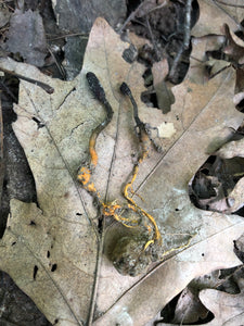 Tolypocladium ophioglossoides Liquid Culture