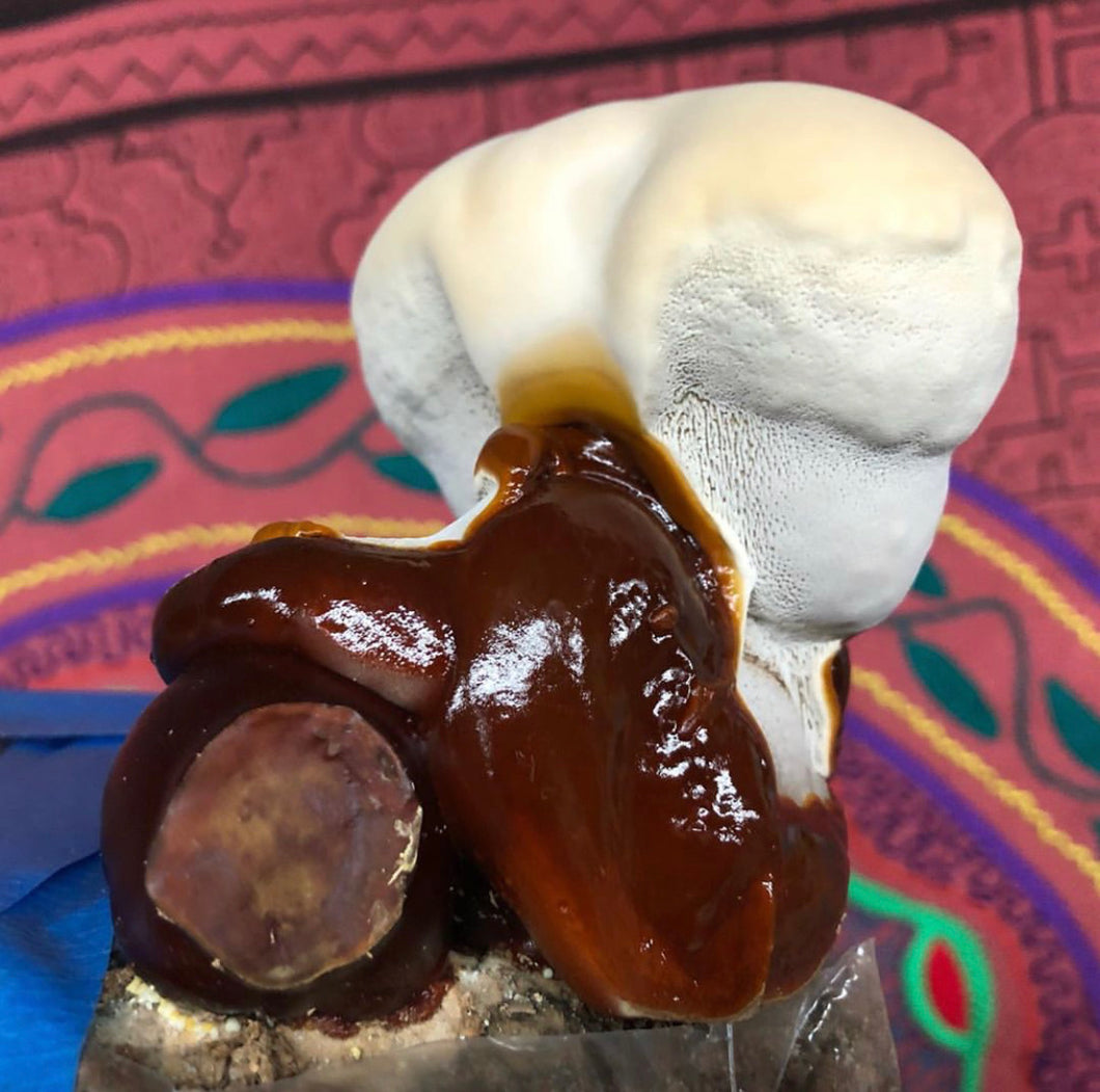 Ganoderma oregonense ‘San Juan Islands’