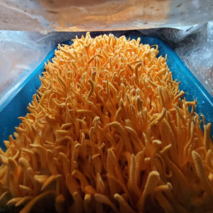 Mound 4 #4 bx2 #5 commercial Cordyceps strain