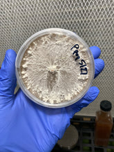 Load image into Gallery viewer, Pleurotus populinus ‘almond’ Liquid culture
