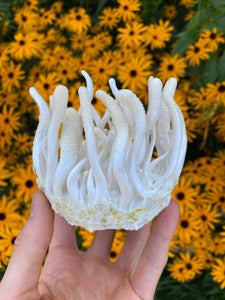 Albino Cordyceps militaris Master Liquid Culture