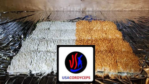 Albino Cordyceps militaris Master Liquid Culture