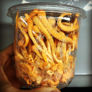 Cordyceps militaris single ascospore progeny strains