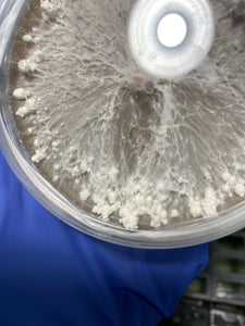 Pleurotus populinus ‘almond’ Liquid culture