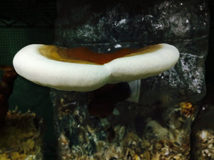 Ganoderma martinicense “TN3” culture slant