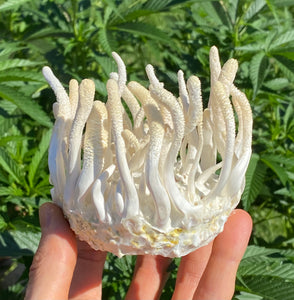 Albino Cordyceps militaris Master Liquid Culture