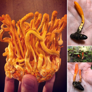 Cordyceps militaris single ascospore progeny strains