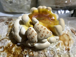 Ganoderma sessile ‘Brazil’ culture slant