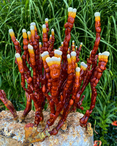 Ganoderma sessile ‘Lincoln’ #7 culture slant