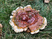 Load image into Gallery viewer, Ganoderma sessile ‘North Blair’ culture slant