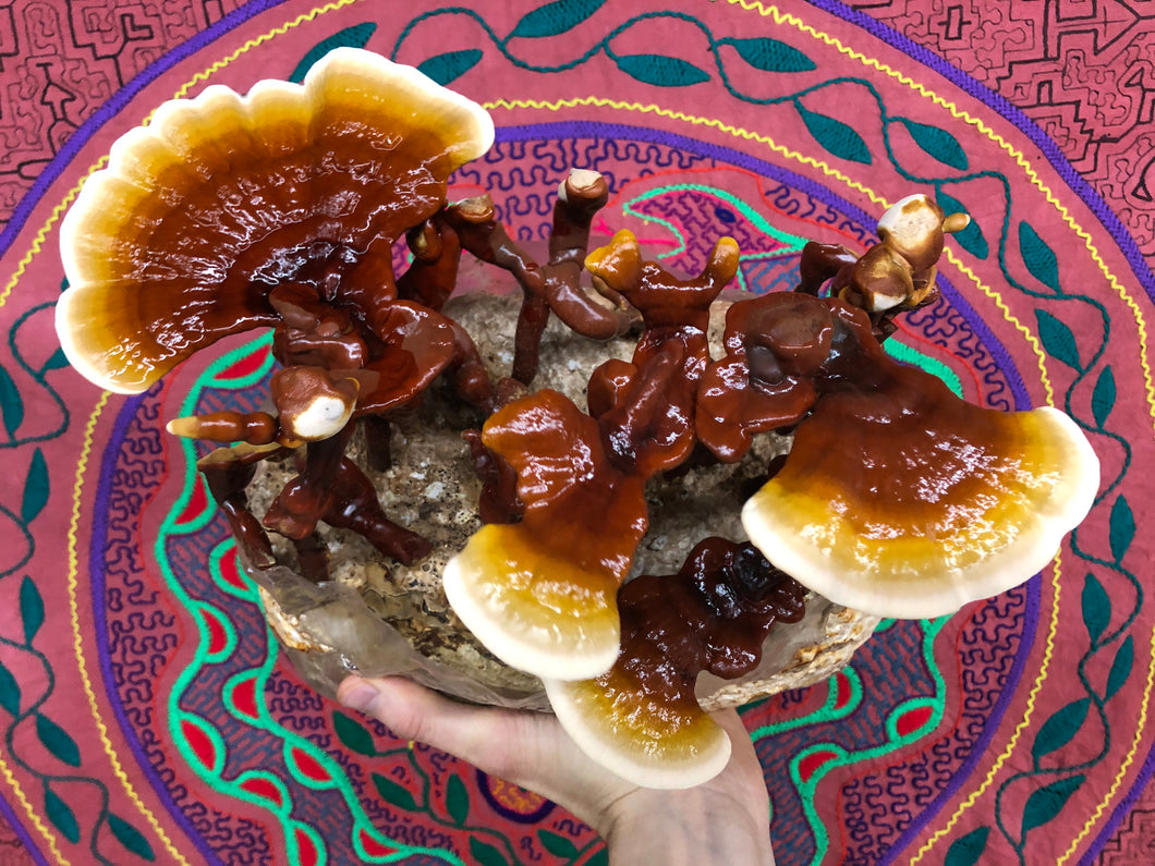 Ganoderma sessile ‘North Blair’ culture slant