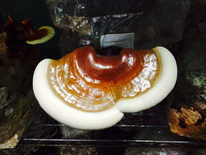Ganoderma martinicense “TN3” culture slant