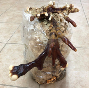 Ganoderma martinicense “TN3” culture slant
