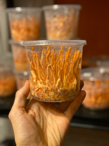 Cordyceps militaris single ascospore progeny strains