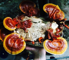 Load image into Gallery viewer, Ganoderma sessile ‘Palmer Woods’ culture slant