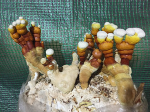 Ganoderma lingzhi "tiger" culture slant